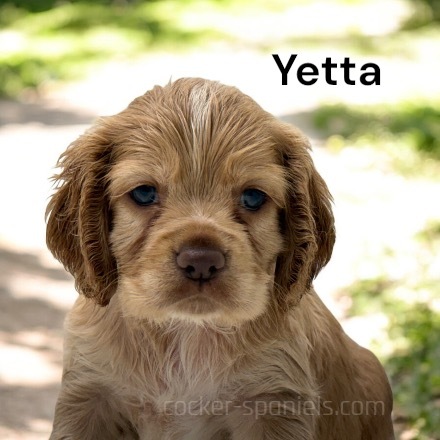 puppy, for, sale, Cocker Spaniel, Joe & Cherri  Overlease, dog, breeder, Miller, MO, dog-breeder, puppy-for-sale, forsale, nearby, find, puppyfind, locator, puppylocator, aca